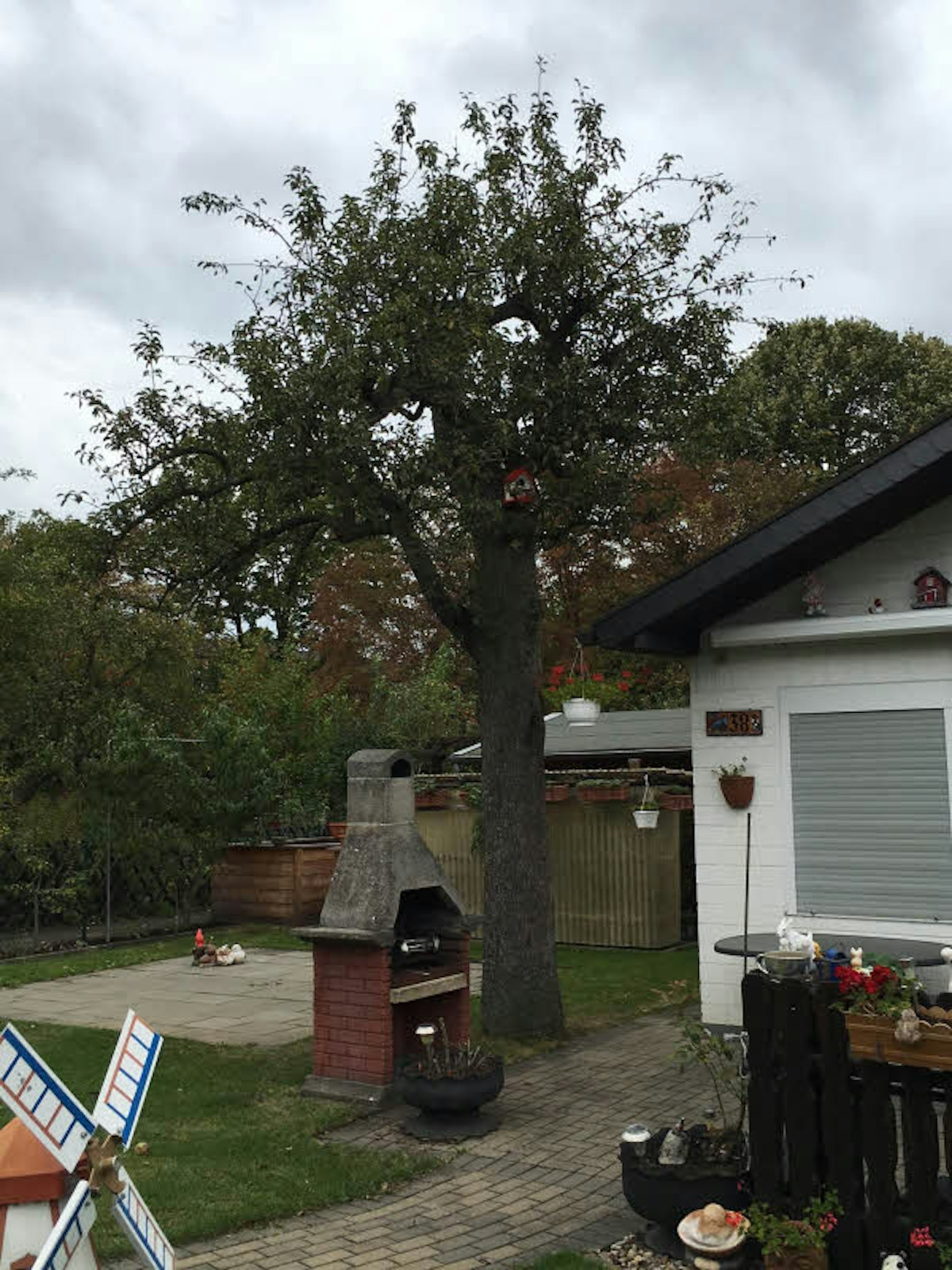 Der Birnbaum in einem Kleingarten soll einst zur Obstbaumzucht von Aloys Anton Schlösser gehört haben.