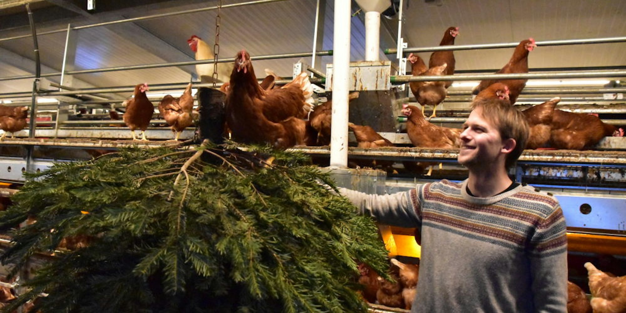 Glückliche Hühner, glücklicher Bauer. Lukas Tölkes sorgt im Stall seiner Tiere immer mal wieder für Abwechslung. „Die Hennen wollen beschäftigt sein“, erklärt er.