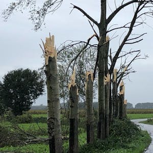 Sturm Bäume dpa neu