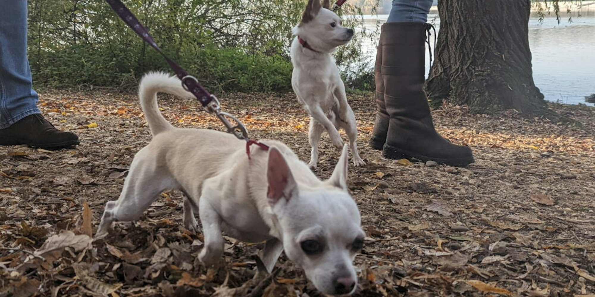 Nur an der Leine dürfen Hunde am Otto-Maigler-See geführt werden.