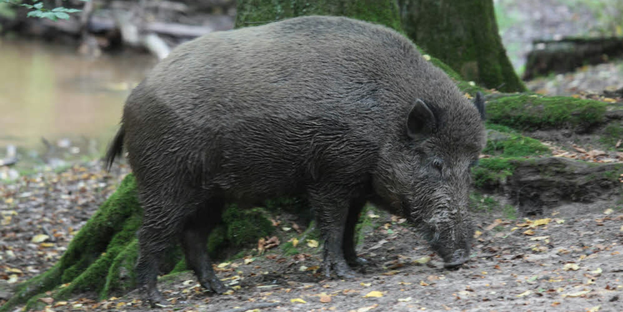 Immer weniger scheu haben Wildschweine in den belebten Naherholungsgebieten wie hier im Königsforst.