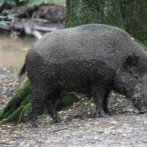 Immer weniger scheu haben Wildschweine in den belebten Naherholungsgebieten wie hier im Königsforst.