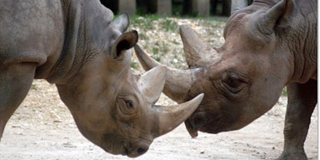 Die Nashörner machen es vor: Mit feinster Klinge werden in den Auseinandersetzungen im Zoo Argumente ausgetauscht.