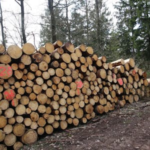 Ein derzeit rares und teures Gut: Der Mangel an Holz stellt die Betriebe vor große Probleme.