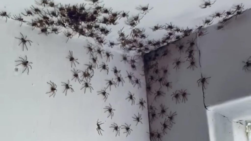 Spinnen-Invasion Zimmer