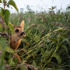 Die Rehkitze verstecken sich im April und Mai oft im hohen Gras, wo Fressfeinde sie nicht finden können.