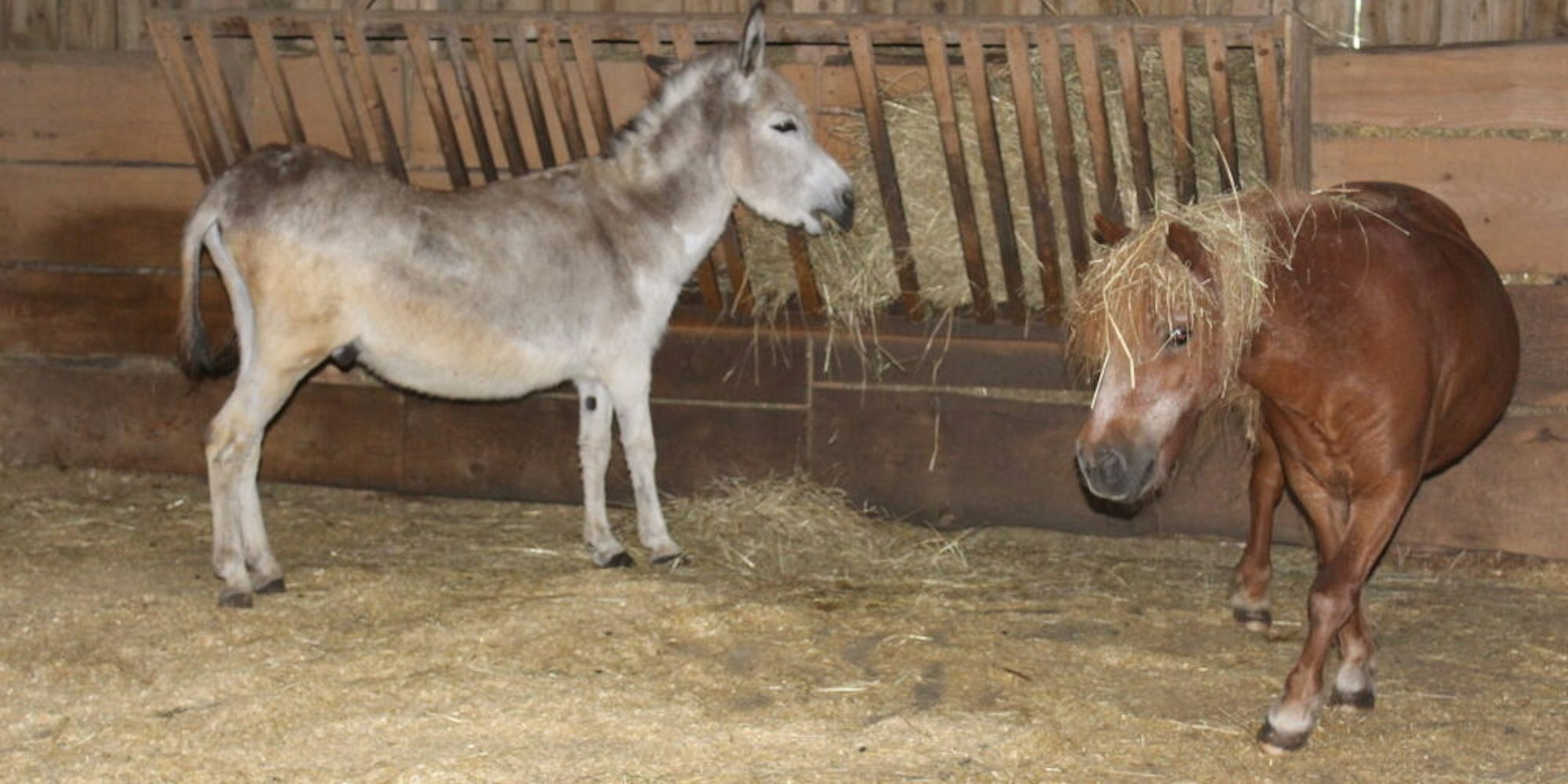 Das sind Felix und Max. Der Esel und das Pony haben im Wipperfürther Tierheim eine Bleibe gefunden.