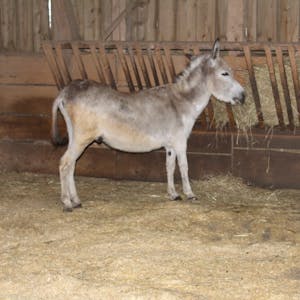 Das sind Felix und Max. Der Esel und das Pony haben im Wipperfürther Tierheim eine Bleibe gefunden.