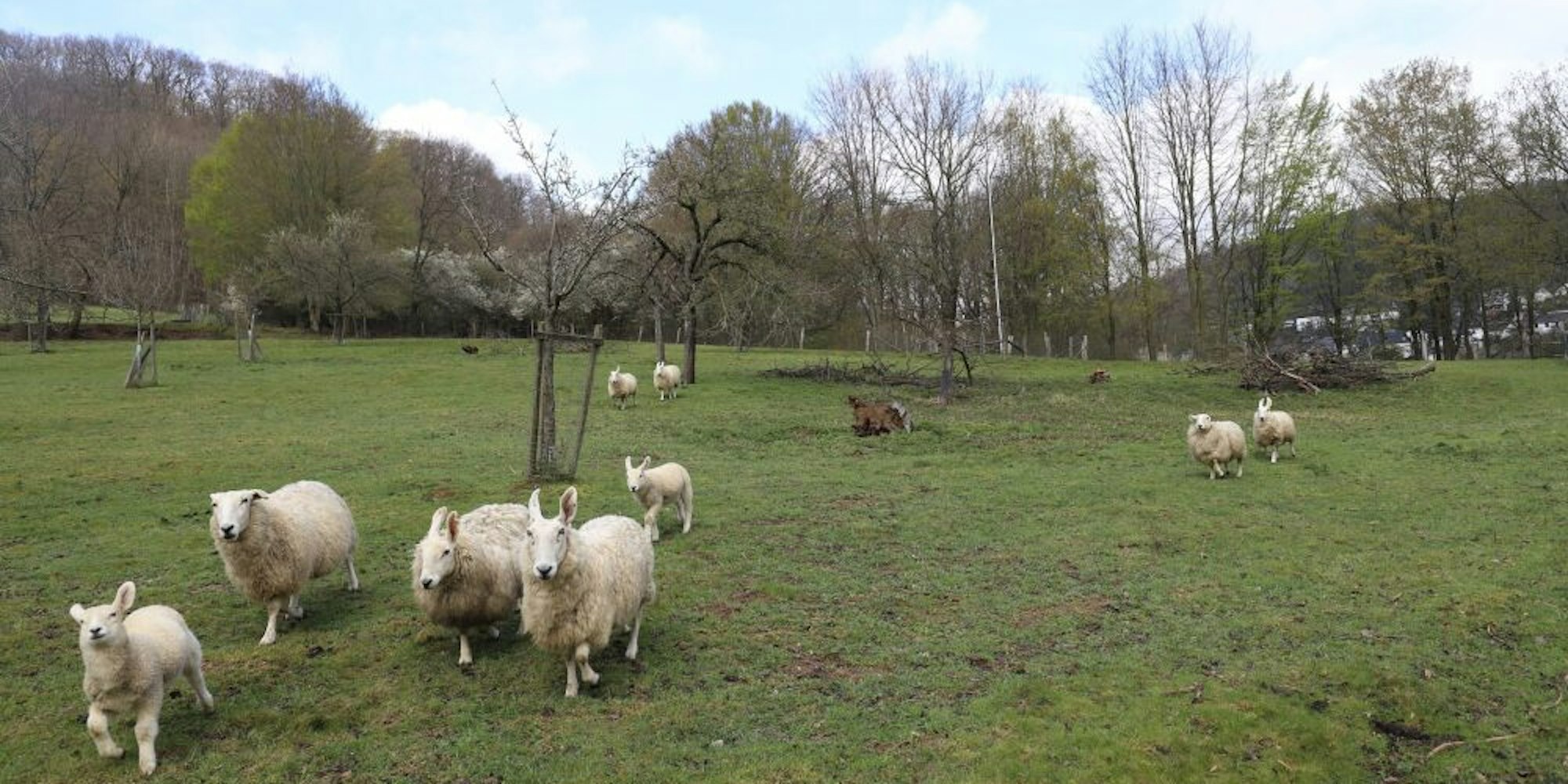Auf der Wiese, auf der heute noch die hasenohrigen Border-Leicester-Schafe leben, soll nach dem Willen der Investoren demnächst ein Pflegeheim stehen.