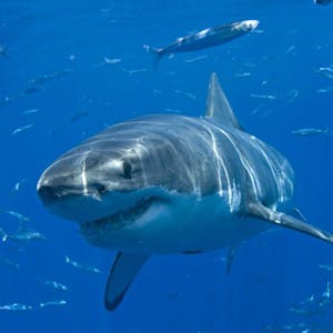 Der Weiße Haie ist die größte Haiart, die kein Plankton frisst.