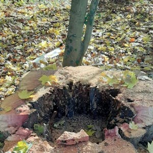 Nach der Fällung wurde der verfaulte Hohlraum des Baums sichtbar.