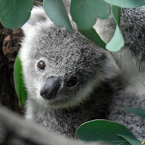Koala 110222