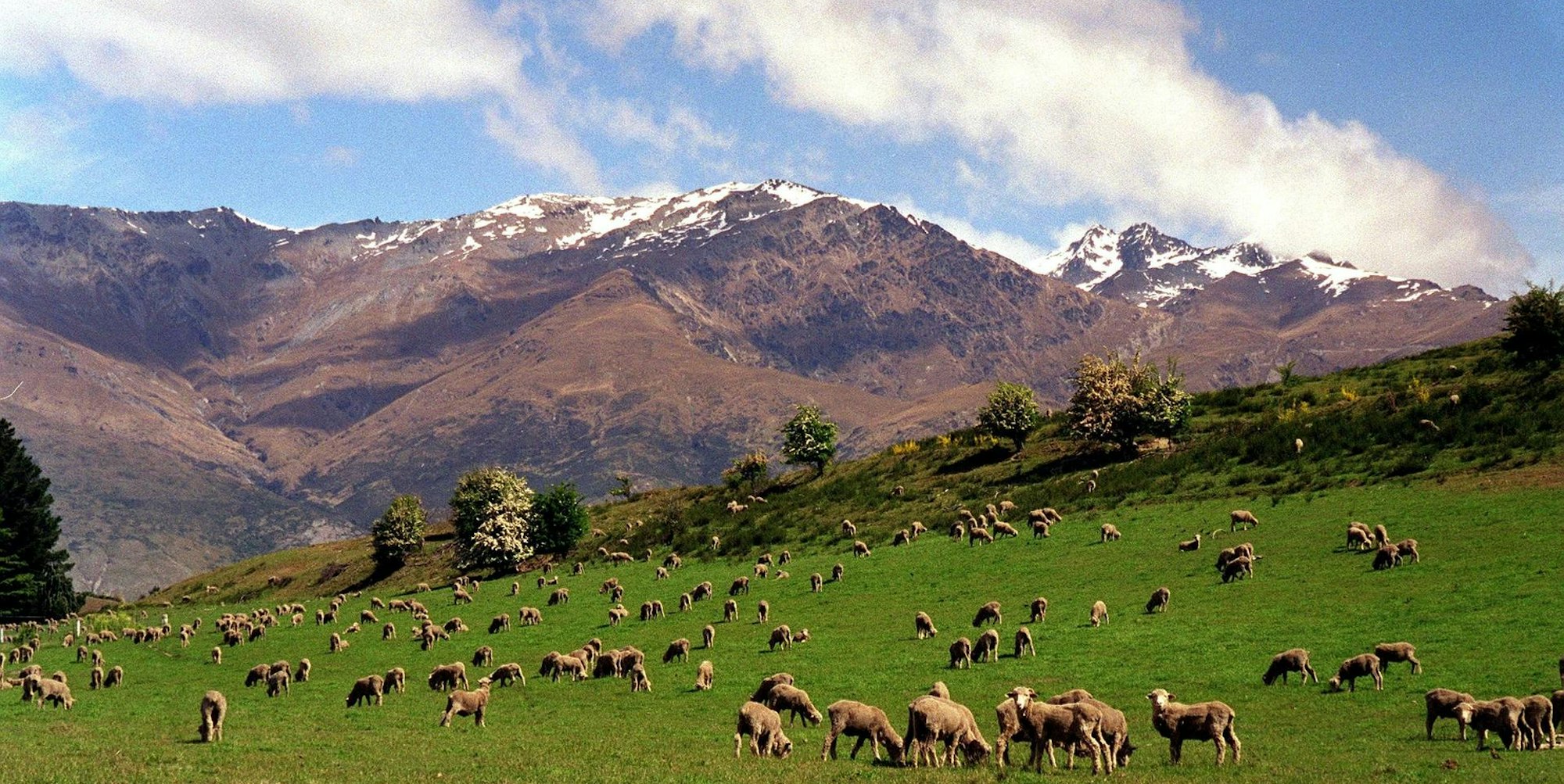 Neuseeland Schafe Eintritt dpa