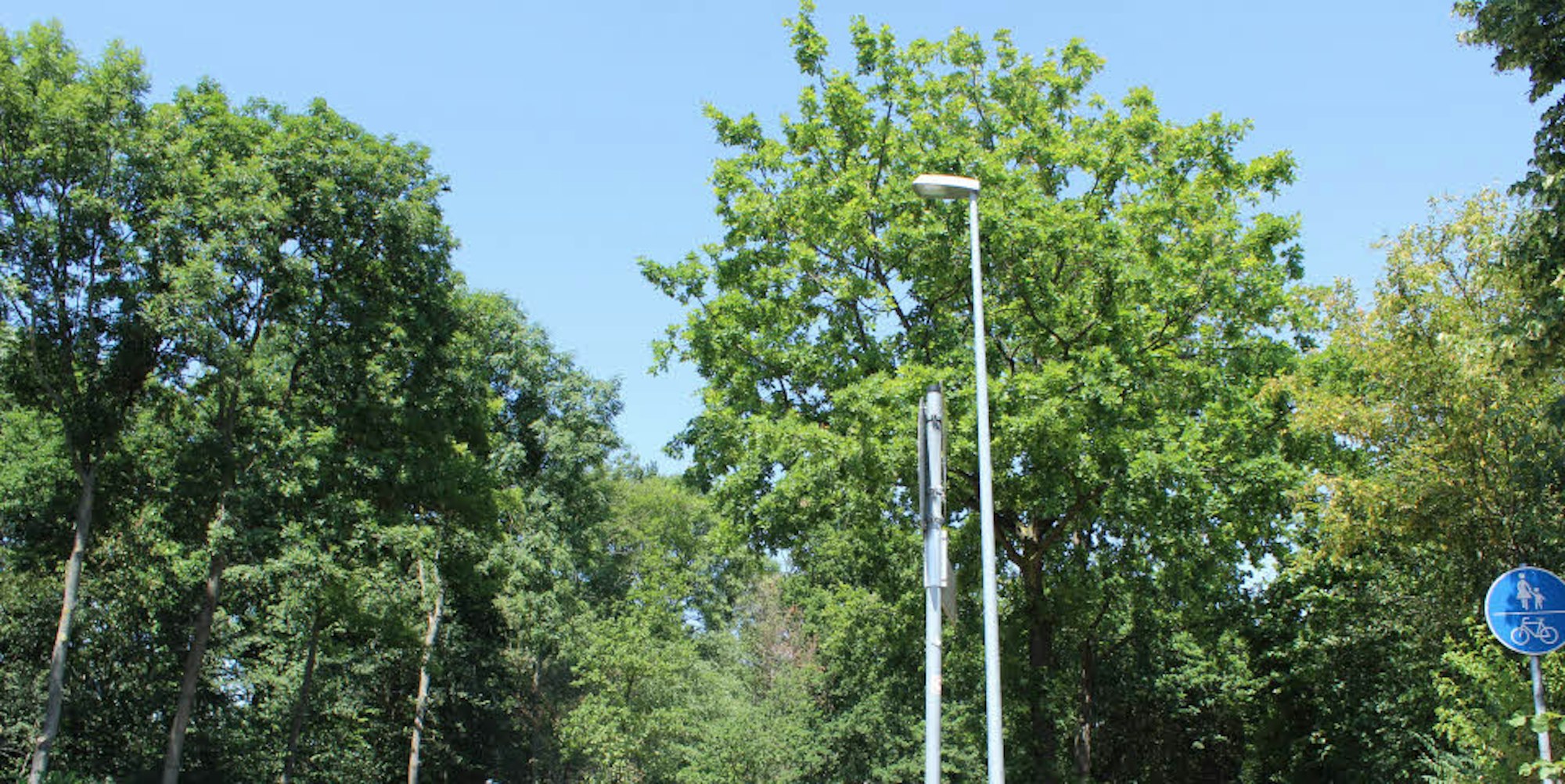 Bäume ab 80 Zentimetern Umfang sind nun vor Fällung ohne Genehmigubg geschützt.