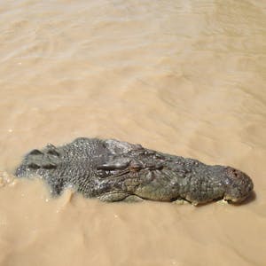 Krokodil Australien 220317