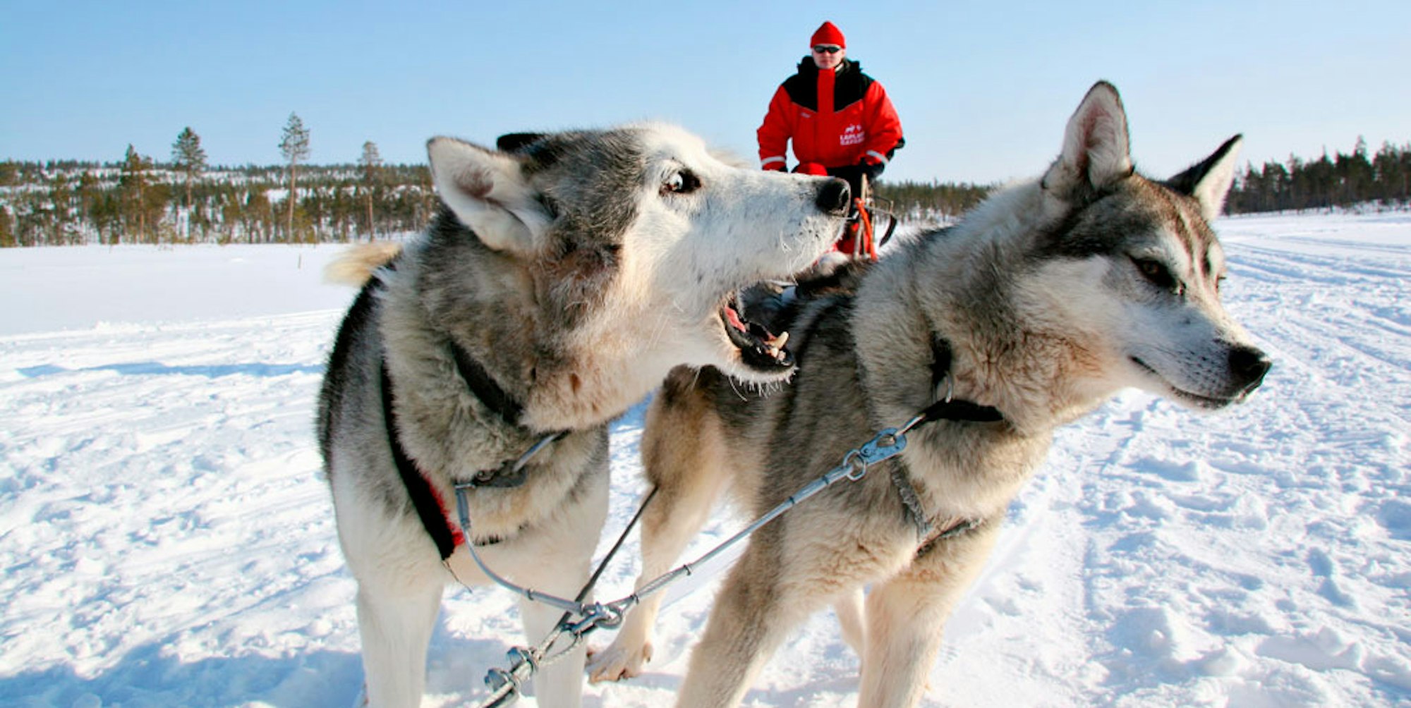 Huskies(c)LaplandSafaris-