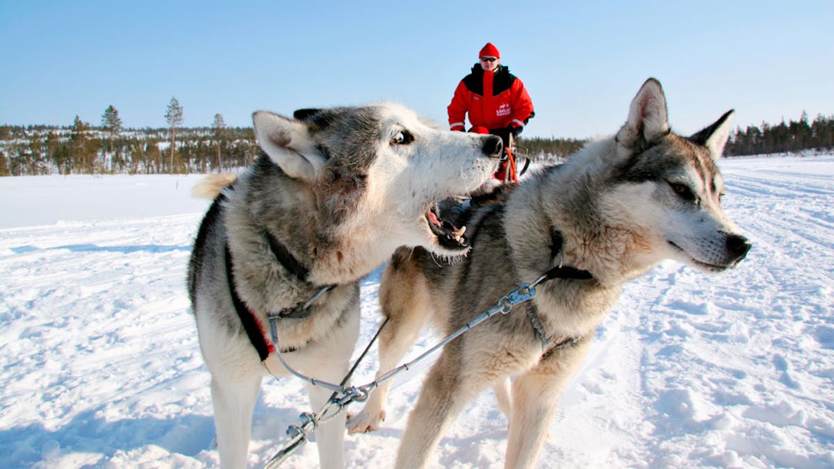 Huskies(c)LaplandSafaris-