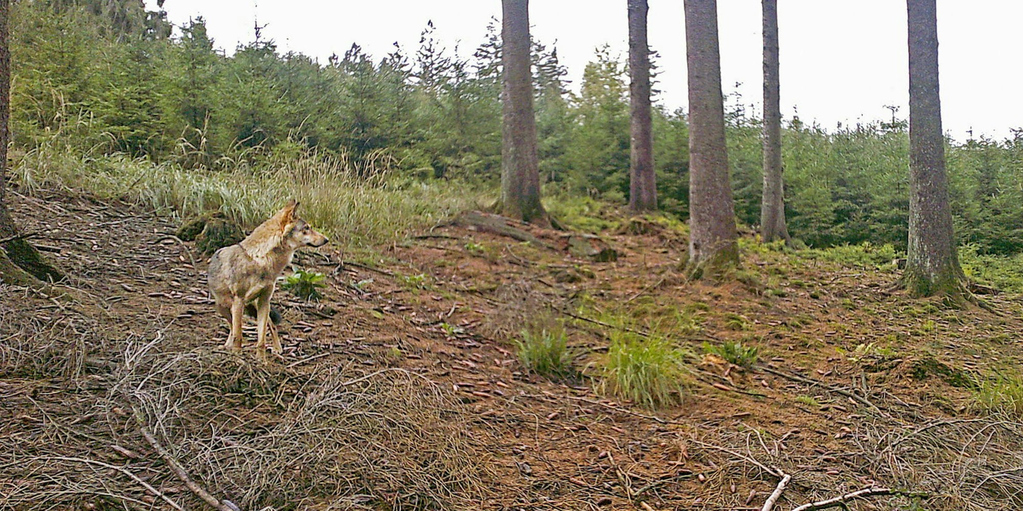 Im Oktober fotografierte eine Wildkamera in Engelskirchen einen Wolf, vermutlich das Tier mit der Kennung GW 1433f.