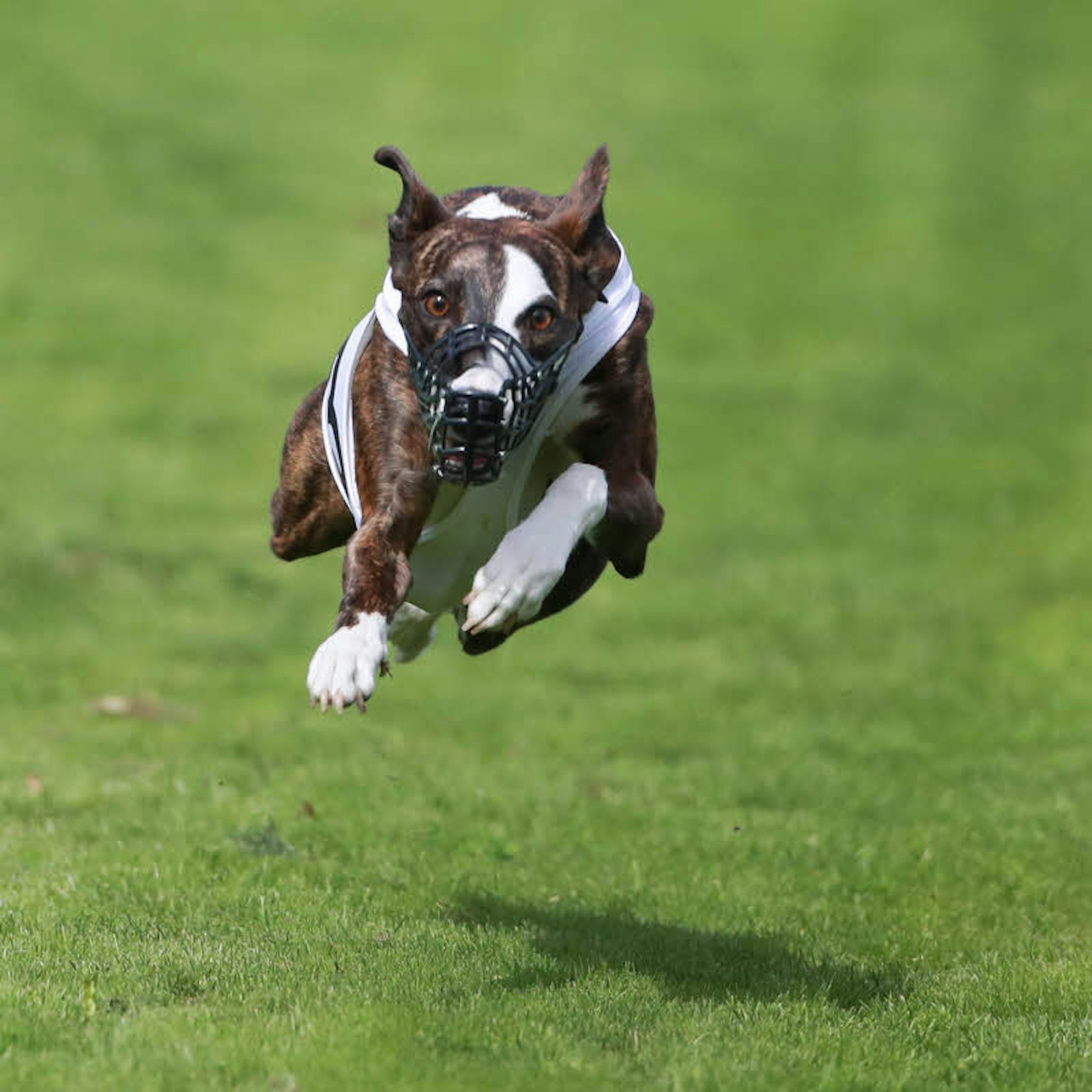 Tempo 60 und ein bisschen mehr: Windhunde rennen gerne und sehr, sehr schnell