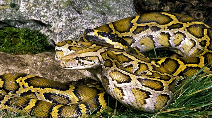 Python Symbolbild