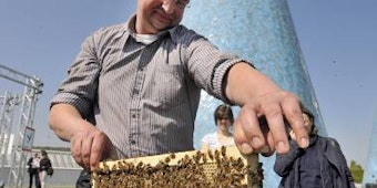 Imker Klaus Maresch bei der Arbeit mit seinen Bienen auf dem Dach der Bonner Bundeskunsthalle (Bild: dpa)