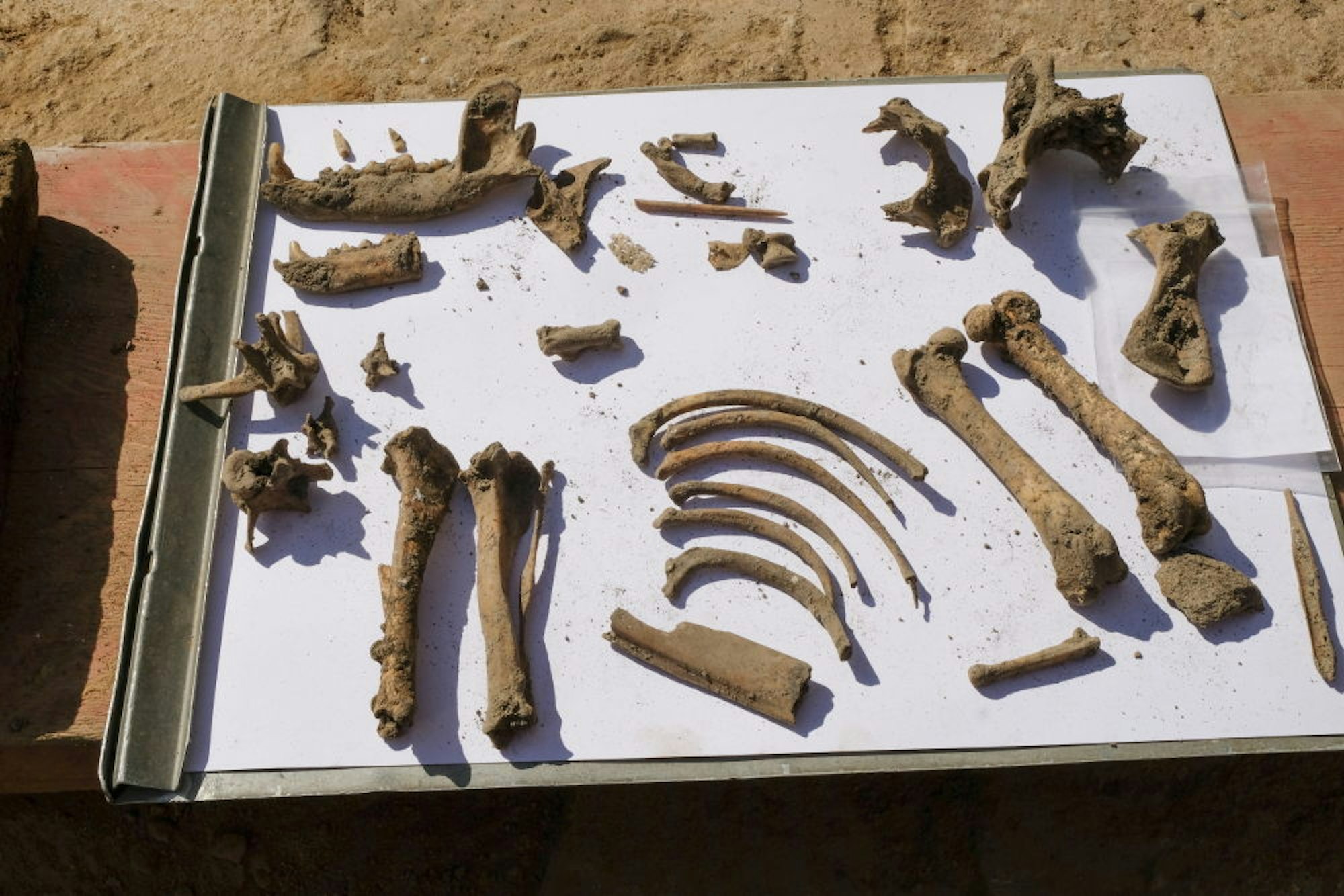 Unlösbares Geheimnis: Wie kam der Hund, dessen Knochen gefunden wurden, vor gut 1700 Jahren in den Keller der Römer?