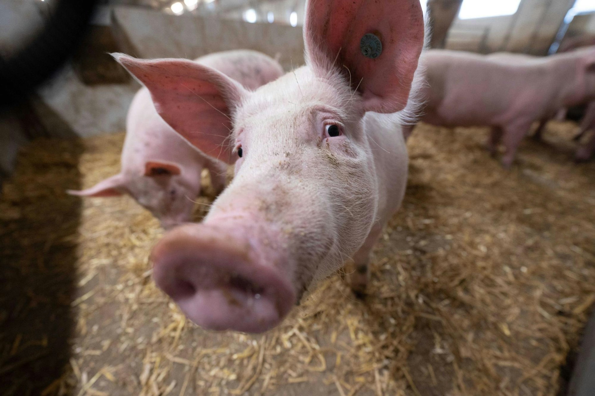 Schon seit dem Mittelalter gelten Schweine als Symbol für das Glück.