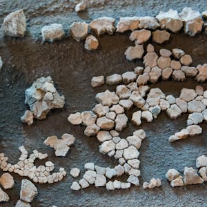 Überreste elf Millionen Jahre alte Schildkröte