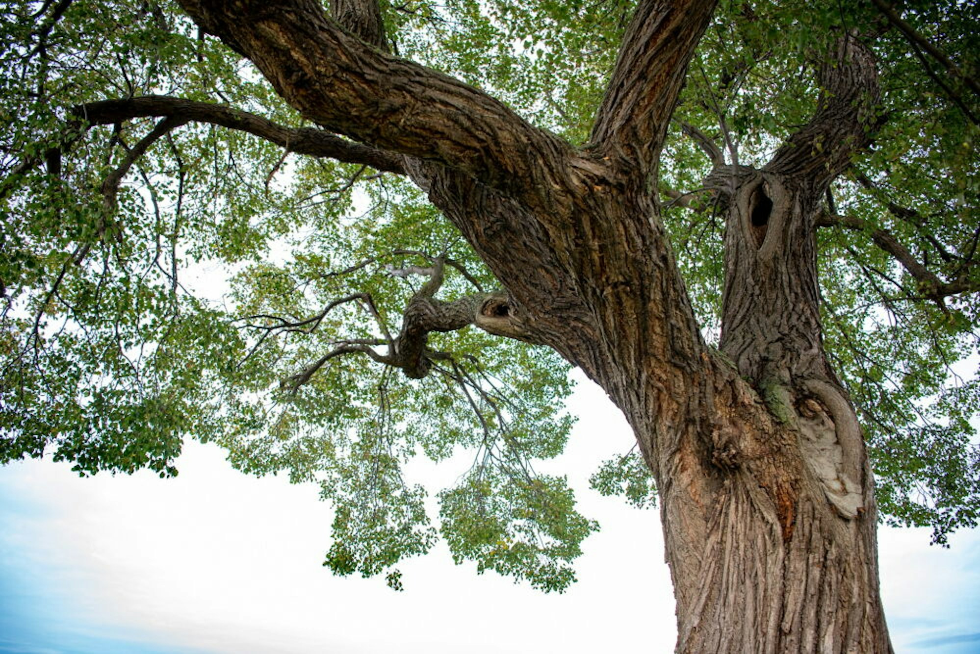 Der ideale Nistplatz: Astlöcher in alten Bäumen mögen Steinkäuze.