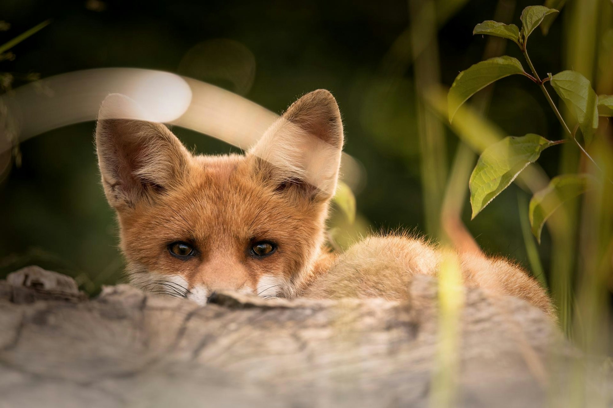 little-fox-2093053