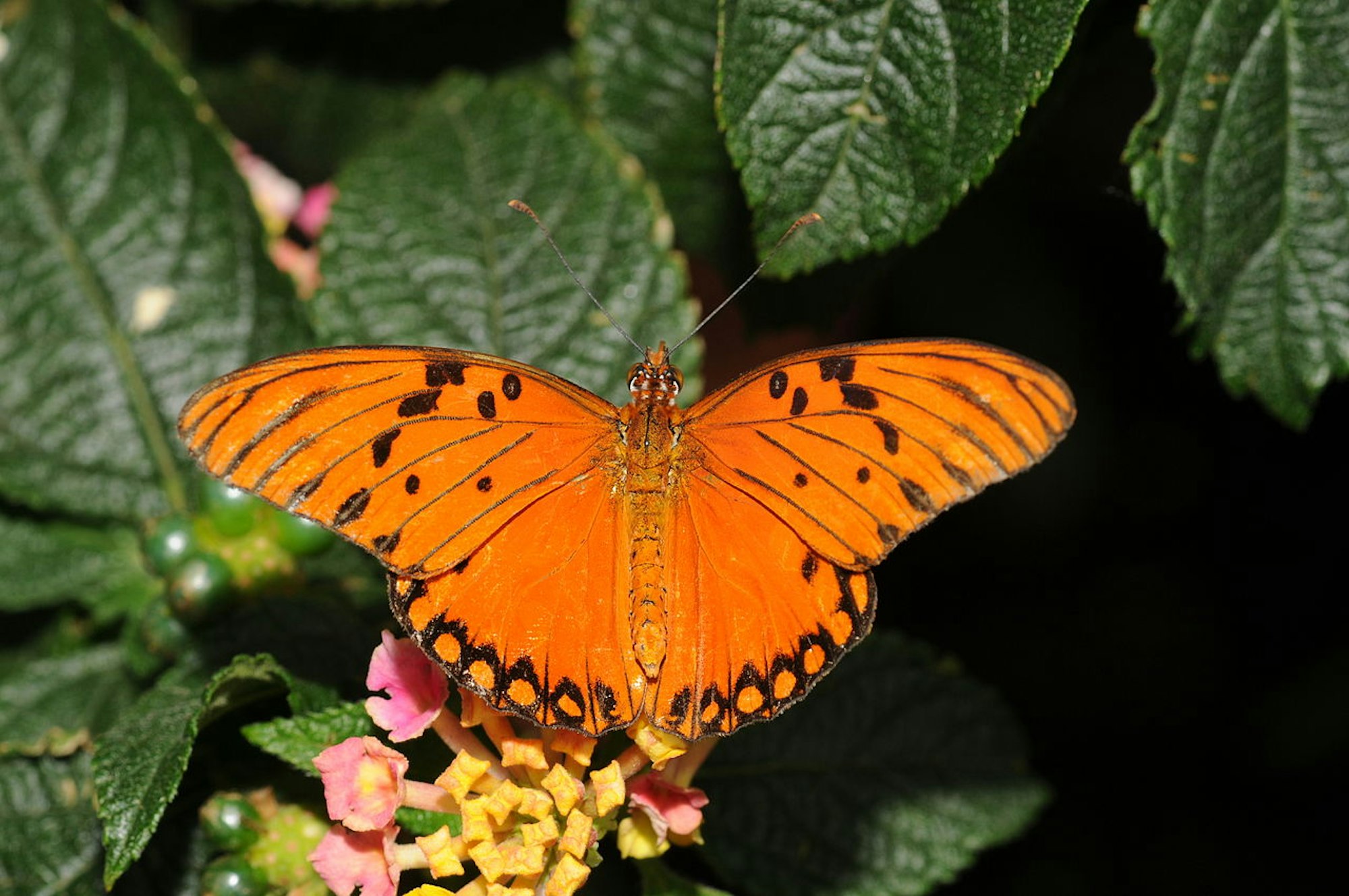 jardin des papillons wiki Thomas Bresson cc30 (1)