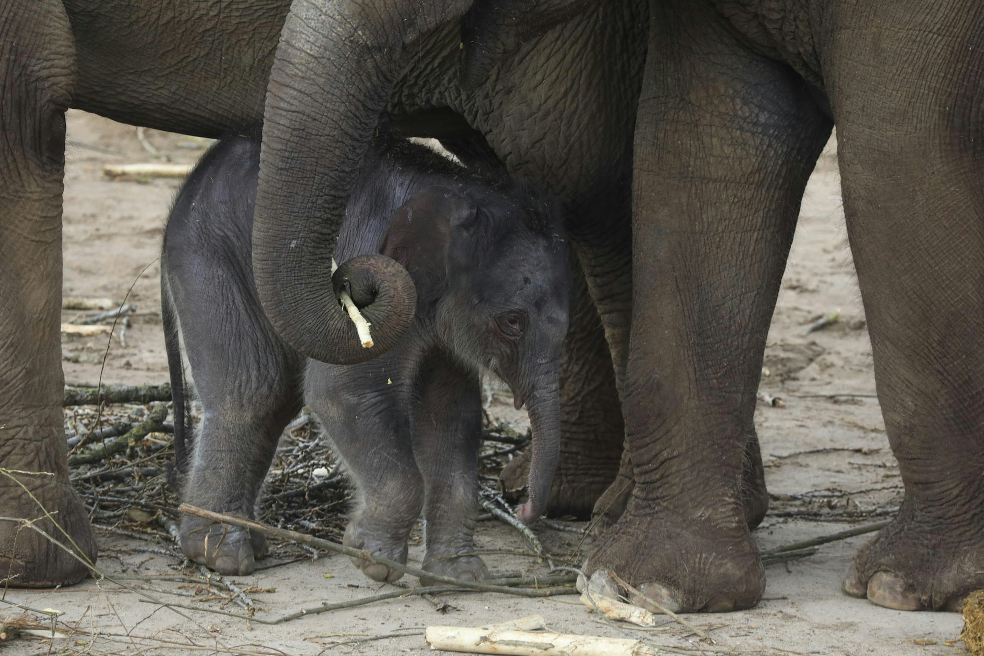 Elefantenbaby 2 200317