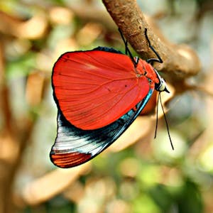 schmetterling „Eifalia Schmetterlingsgarten“ Ahrhütte
