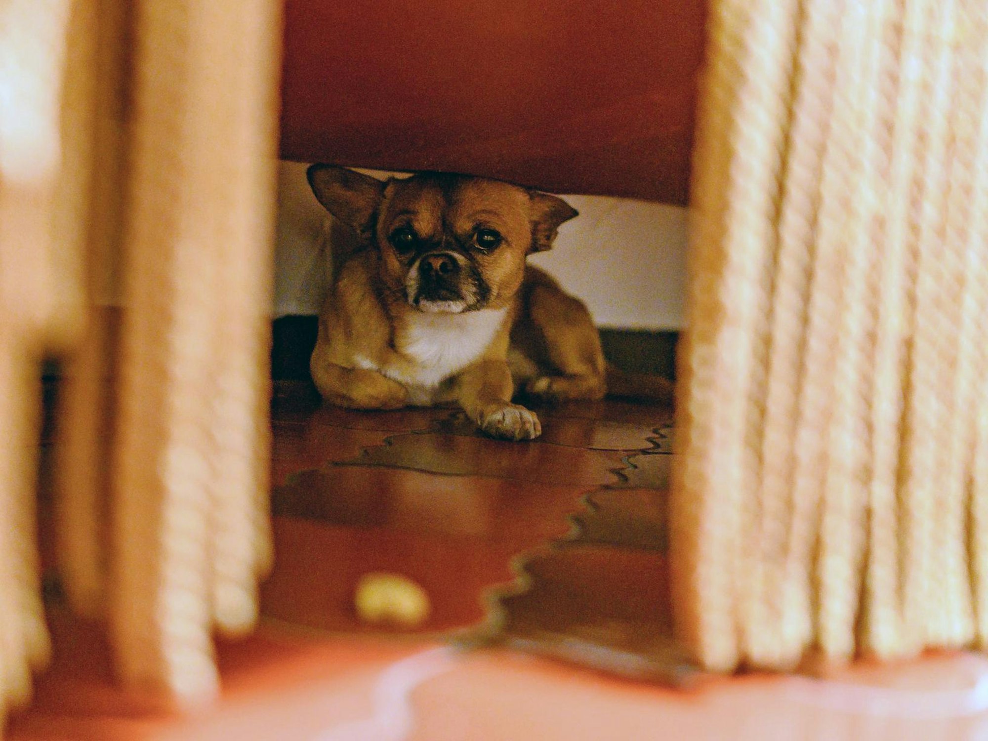 Ein Hund liegt unter einem Sofa.