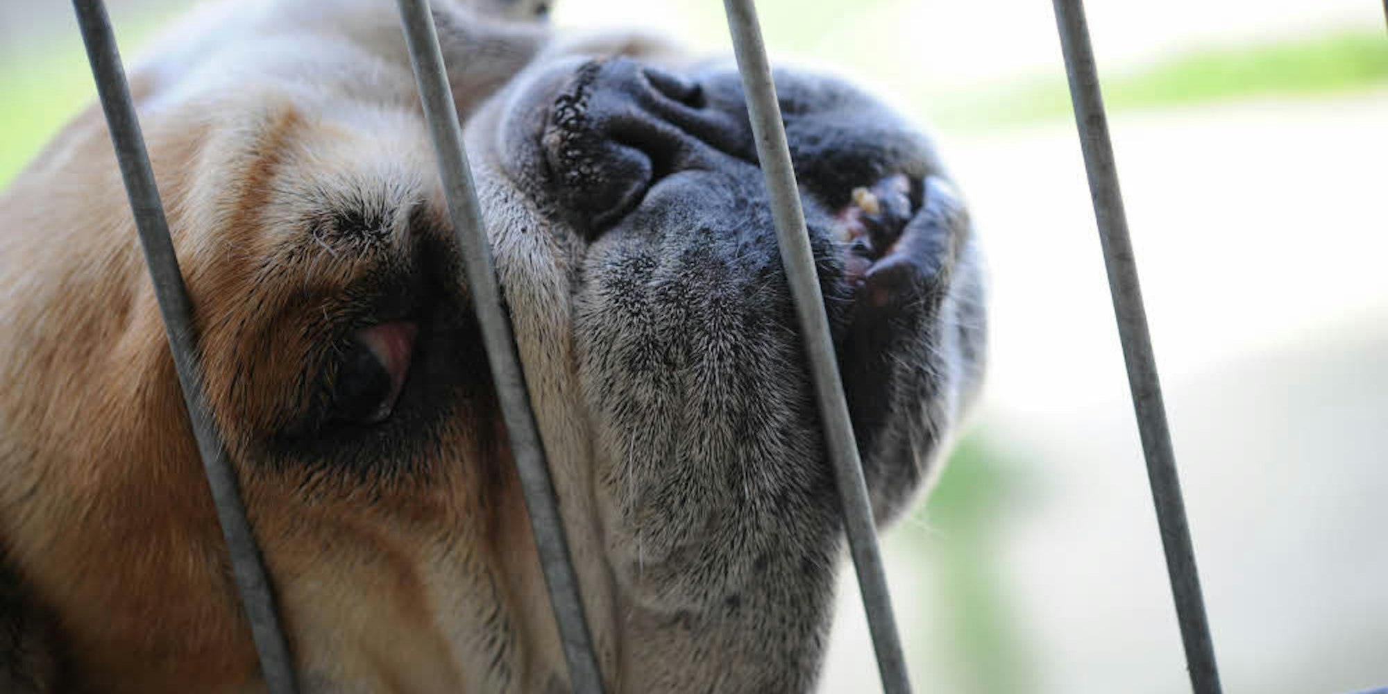 Viele Hunderassen mit kurzen Nasen gelten als überzüchtet.