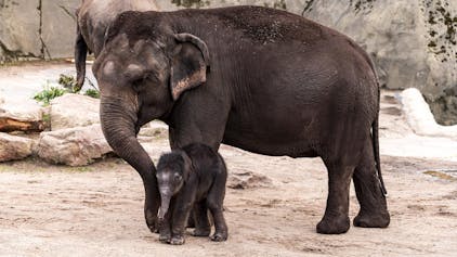 Kölner Zoo Elefantenbaby