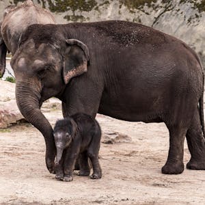 Kölner Zoo Elefantenbaby