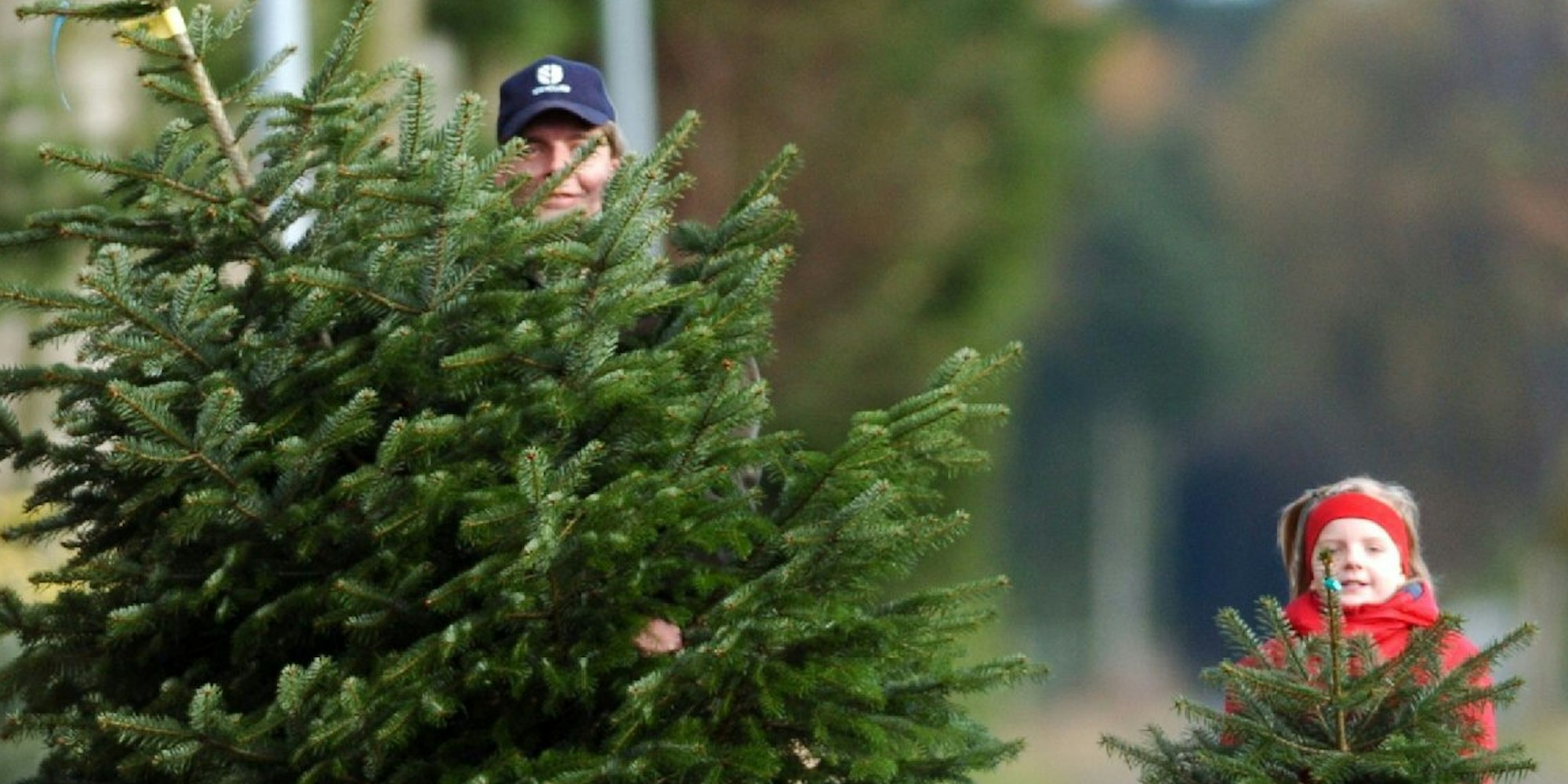 2011 kauften die Deutschen mehr als 29 Millionen Weihnachtsbäume.