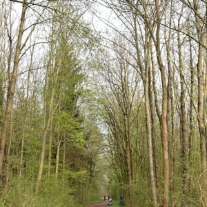 Die Wege im Stadtwald Kaninhütte sind wieder für Spaziergänger freigegeben.