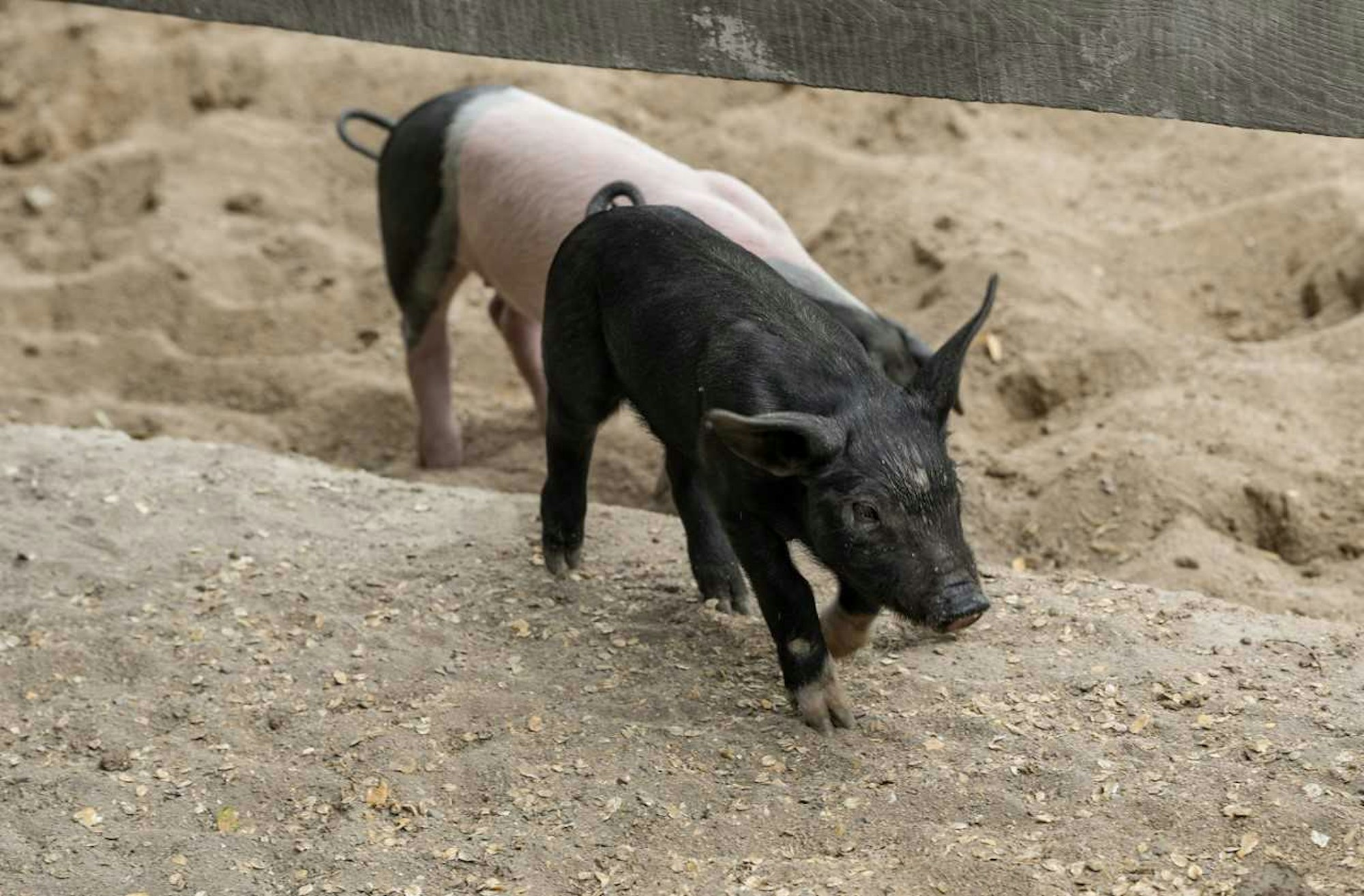 Schweinchen Zoo2