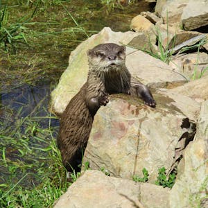 Wildfreigehege Otter1