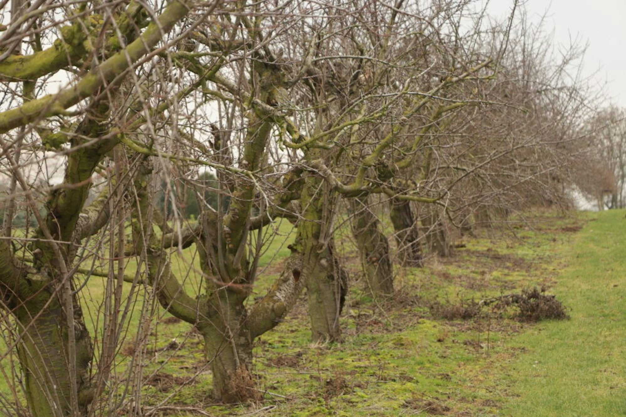 Maximal 2,20 Meter hoch dürfen die Apfelbäume in der Plantage der Becker-Brüder wachsen.