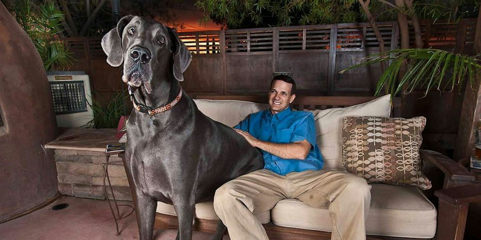 Er wog 111 Kilo, war 1,09 Meter groß und brachte es auf eine Länge von 2,20 Meter: Giant George, für zwei Jahre größter Hund der Welt, ist im Alter von knapp acht Jahren in den USA gestorben.