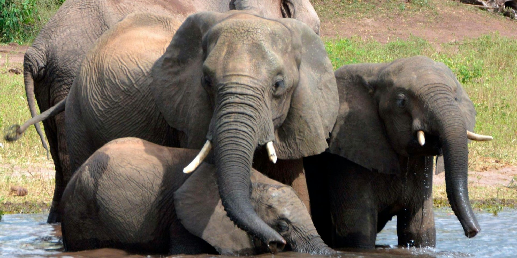 Elefant Botsuana