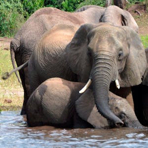 Elefant Botsuana