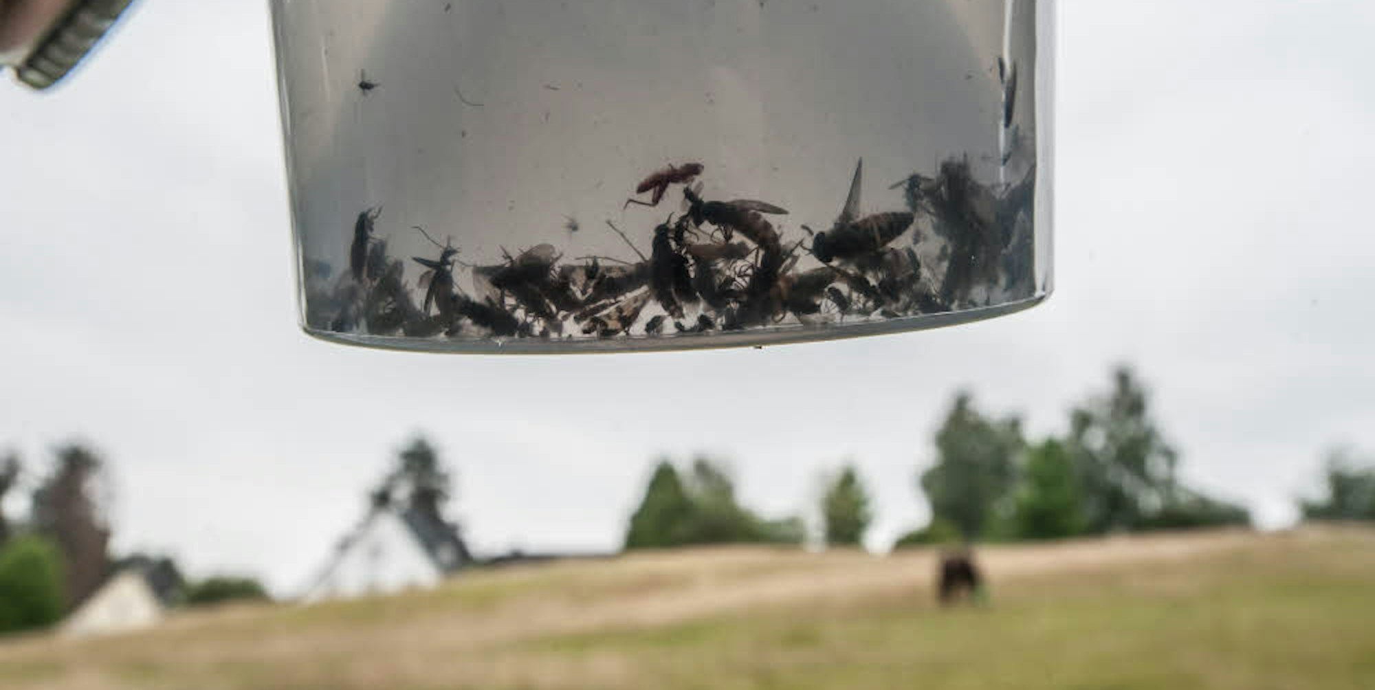 Der Blick in den durchsichtigen Endtopf der Insektenfalle beweist: Bremsen sind darin, aber noch mehr andere Arten.