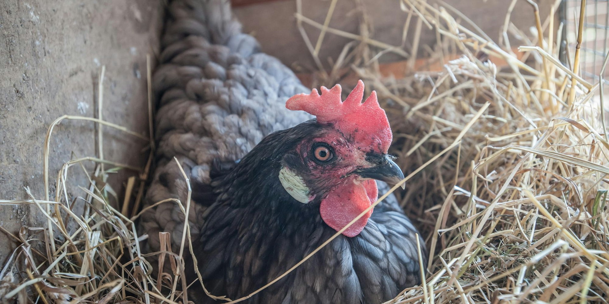 Eine Henne aus Henrys Hühnerhof: Sie bewacht ihr Ei – bekommt es aber am Ende doch abgenommen.