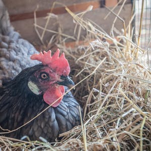 Eine Henne aus Henrys Hühnerhof: Sie bewacht ihr Ei – bekommt es aber am Ende doch abgenommen.