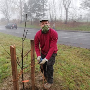 Baumpfleger Harald Hamel pflanzte gestern auch eine Quitte an der Kreuzung Hilgener- und Witzheldener Straße.