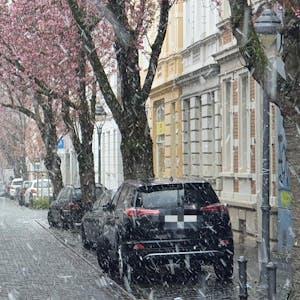 Schneegestoeber_Zierkirsche_Bonn
